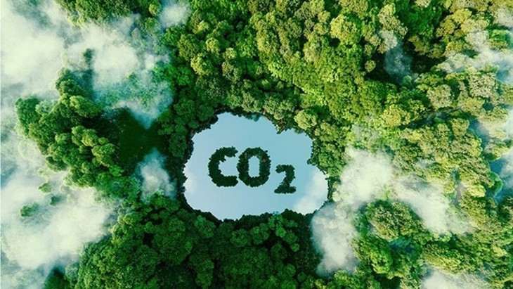 Bán tín chỉ carbon rừng: Ngồi không cũng thu triệu đô?- Ảnh 2.