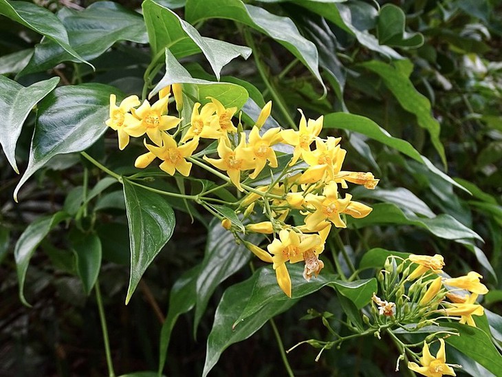 Đau lòng 3 mẹ con uống nước ngọt trộn lá ngón, hai người tử vong, một nguy kịch- Ảnh 1. Đau lòng 3 mẹ con uống nước ngọt trộn lá ngón, hai người tử vong, một nguy kịch- Ảnh 1.