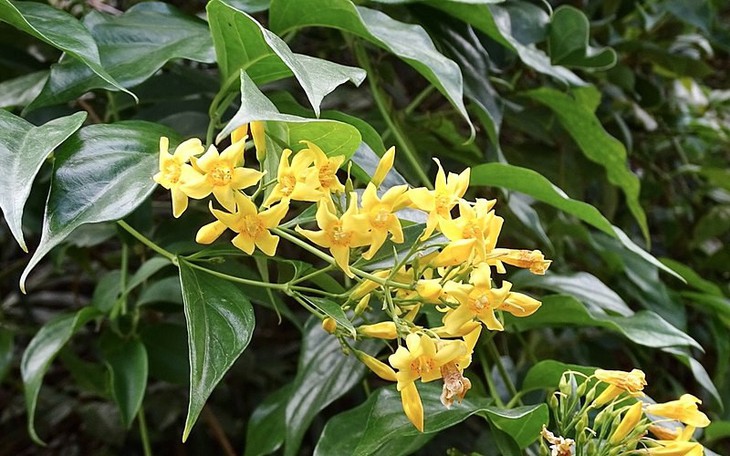 Đau lòng 3 mẹ con uống nước ngọt trộn lá ngón, hai người tử vong, một nguy kịch