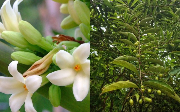 Xạ đen nấu với hoa đu đủ đực uống có tốt cho sức khoẻ không?- Ảnh 3. Xạ đen nấu với hoa đu đủ đực uống có tốt cho sức khoẻ không?- Ảnh 3.