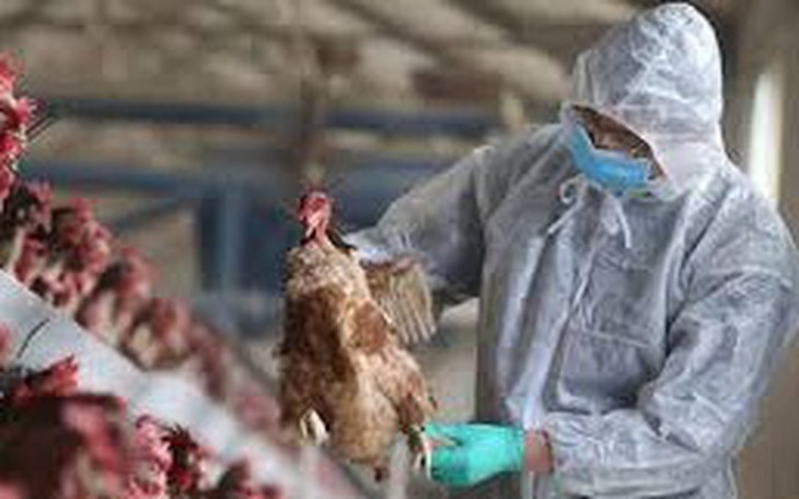Cúm A/H9: Nguyên nhân, triệu chứng, đường lây truyền, cách điều trị và phòng bệnh