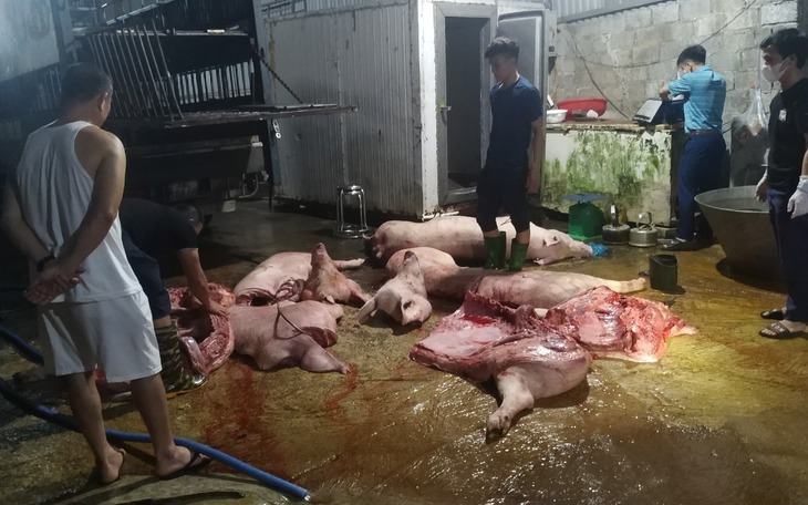 Hơn 1 tấn thịt nhiễm dịch tả lợn Châu Phi "suýt" lên mâm cơm