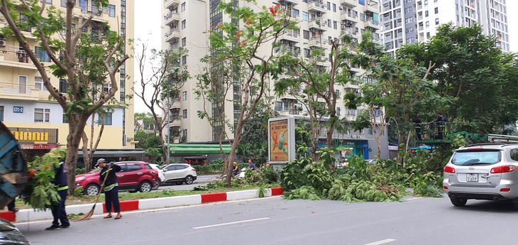 Có nên cắt trụi lá cây xanh trước mùa nắng nóng?- Ảnh 2. Có nên cắt trụi lá cây xanh trước mùa nắng nóng?- Ảnh 2.