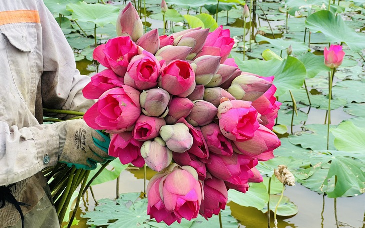 Kim Liên mùa sen nở