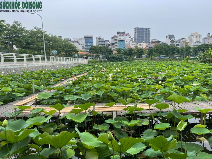 Đầm sen Hồ Tây vắng khách, chủ đầm 'đứng ngồi không yên'- Ảnh 1.