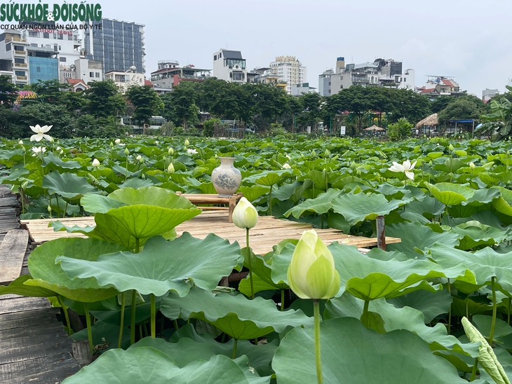 Đầm sen Hồ Tây vắng khách, chủ đầm 'đứng ngồi không yên'- Ảnh 2.