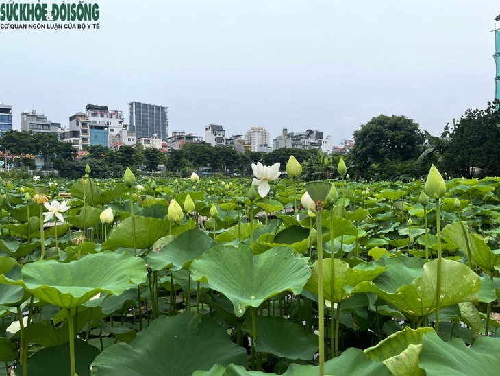 Đầm sen Hồ Tây vắng khách, chủ đầm 'đứng ngồi không yên'- Ảnh 3.