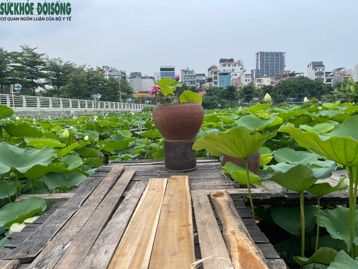 Đầm sen Hồ Tây vắng khách, chủ đầm 'đứng ngồi không yên'- Ảnh 4.
