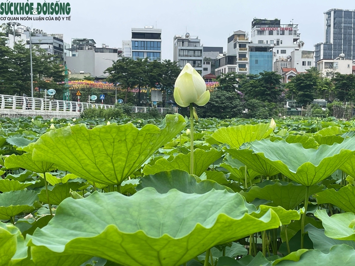Đầm sen Hồ Tây vắng khách, chủ đầm 'đứng ngồi không yên'- Ảnh 5.
