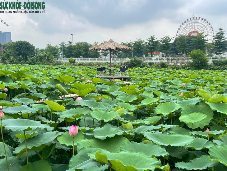 Đầm sen Hồ Tây vắng khách, chủ đầm 'đứng ngồi không yên'- Ảnh 6.