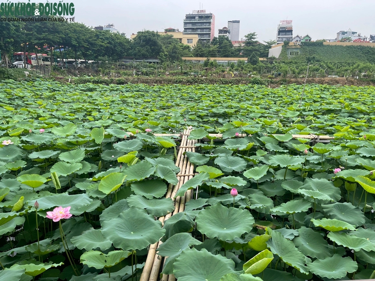 Đầm sen Hồ Tây vắng khách, chủ đầm 'đứng ngồi không yên'- Ảnh 7.