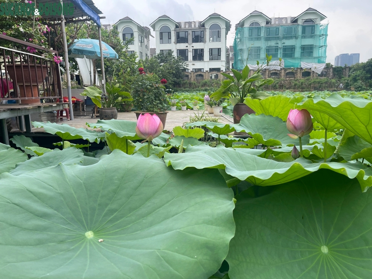 Đầm sen Hồ Tây vắng khách, chủ đầm 'đứng ngồi không yên'- Ảnh 8.