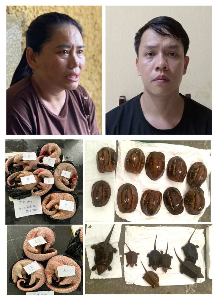 Bắt giữ 2 đối tượng buôn bán động vật hoang dã, giải cứu 17 cá thể rùa quý hiếm- Ảnh 1.