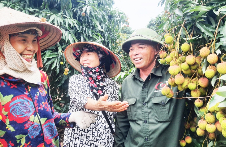 Quảng Ninh livestream bán vải chín sớm- Ảnh 2. Quảng Ninh livestream bán vải chín sớm- Ảnh 2.
