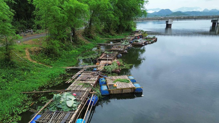 Truy tìm ‘thủ phạm’ khiến 13 tấn cá nuôi chết hàng loạt trên sông Mã- Ảnh 1.