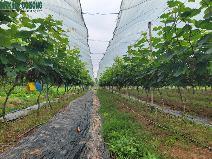 Đến Đan Phượng ngắm vườn nho 'siêu quả' sắp vào vụ- Ảnh 1. Đến Đan Phượng ngắm vườn nho 'siêu quả' sắp vào vụ- Ảnh 1.