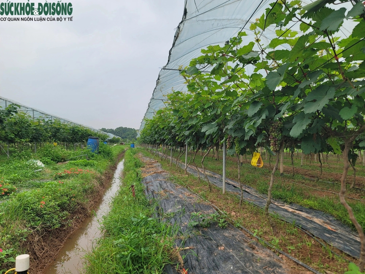 Đến Đan Phượng ngắm vườn nho 'siêu quả' sắp vào vụ- Ảnh 2. Đến Đan Phượng ngắm vườn nho 'siêu quả' sắp vào vụ- Ảnh 2.