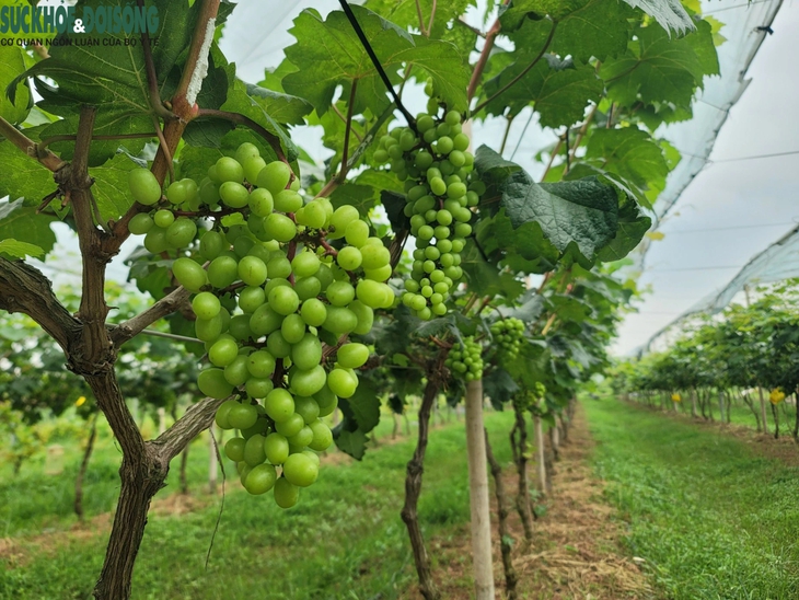 Đến Đan Phượng ngắm vườn nho 'siêu quả' sắp vào vụ- Ảnh 3. Đến Đan Phượng ngắm vườn nho 'siêu quả' sắp vào vụ- Ảnh 3.