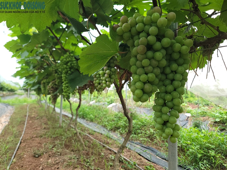 Đến Đan Phượng ngắm vườn nho 'siêu quả' sắp vào vụ- Ảnh 4. Đến Đan Phượng ngắm vườn nho 'siêu quả' sắp vào vụ- Ảnh 4.