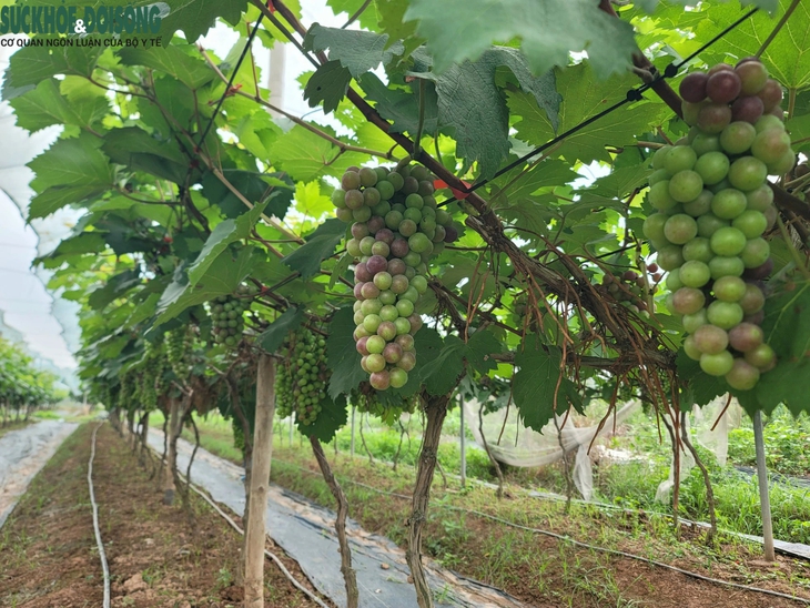 Đến Đan Phượng ngắm vườn nho 'siêu quả' sắp vào vụ- Ảnh 5. Đến Đan Phượng ngắm vườn nho 'siêu quả' sắp vào vụ- Ảnh 5.
