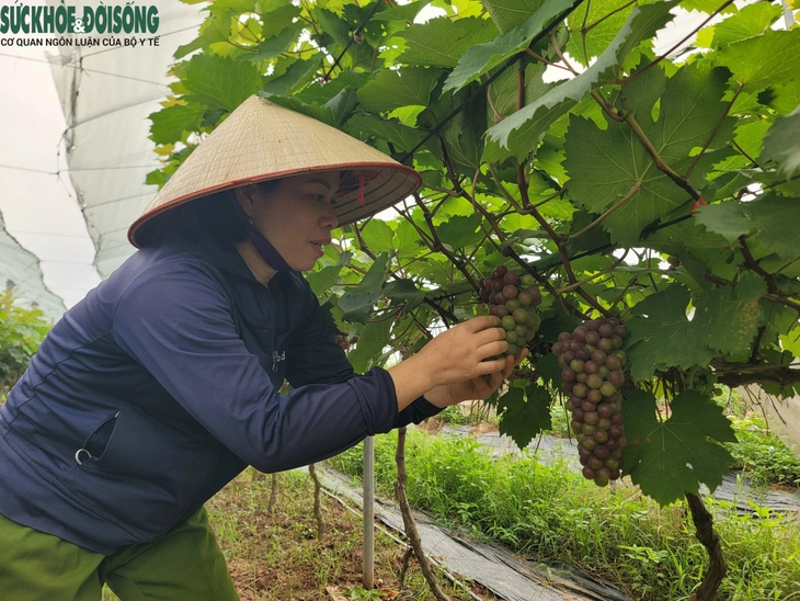 Đến Đan Phượng ngắm vườn nho 'siêu quả' sắp vào vụ- Ảnh 7. Đến Đan Phượng ngắm vườn nho 'siêu quả' sắp vào vụ- Ảnh 7.