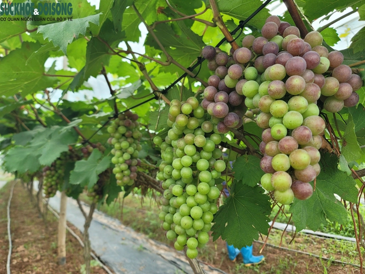 Đến Đan Phượng ngắm vườn nho 'siêu quả' sắp vào vụ- Ảnh 8. Đến Đan Phượng ngắm vườn nho 'siêu quả' sắp vào vụ- Ảnh 8.