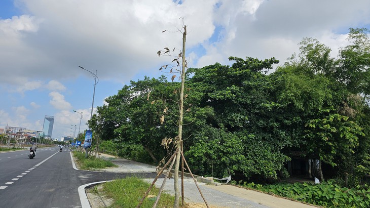 Hàng loạt cây xanh thuộc dự án nghìn tỉ vừa trồng đã chết khô- Ảnh 6.