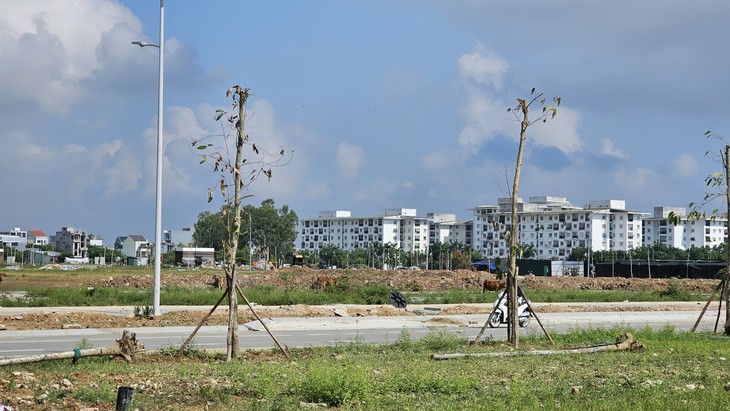 Hàng loạt cây xanh thuộc dự án nghìn tỉ vừa trồng đã chết khô- Ảnh 2.