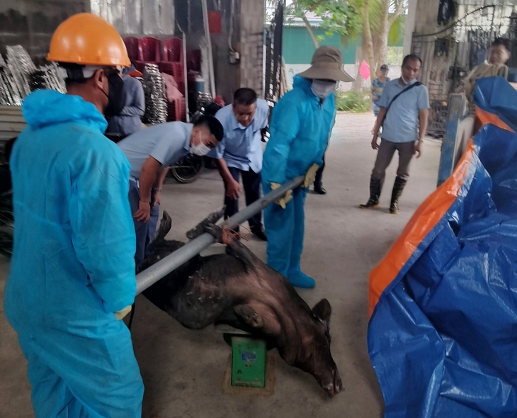 Quảng Ninh xuất hiện ổ dịch tả lợn châu Phi - Ảnh 1. Quảng Ninh xuất hiện ổ dịch tả lợn châu Phi - Ảnh 1.