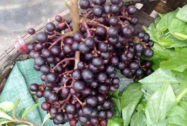 Loại quả mọc dại giờ được giới sành ăn lùng mua, giá bán 120.000 đồng/kg vẫn ‘cháy hàng’- Ảnh 2. Loại quả mọc dại giờ được giới sành ăn lùng mua, giá bán 120.000 đồng/kg vẫn ‘cháy hàng’- Ảnh 2.