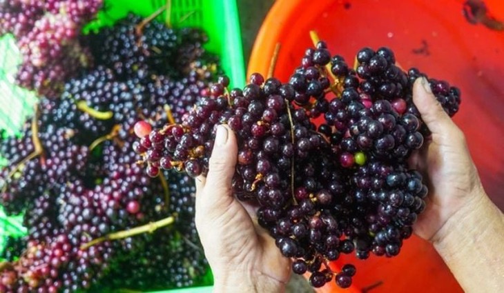 Loại quả mọc dại giờ được giới sành ăn lùng mua, giá bán 120.000 đồng/kg vẫn ‘cháy hàng’- Ảnh 1. Loại quả mọc dại giờ được giới sành ăn lùng mua, giá bán 120.000 đồng/kg vẫn ‘cháy hàng’- Ảnh 1.