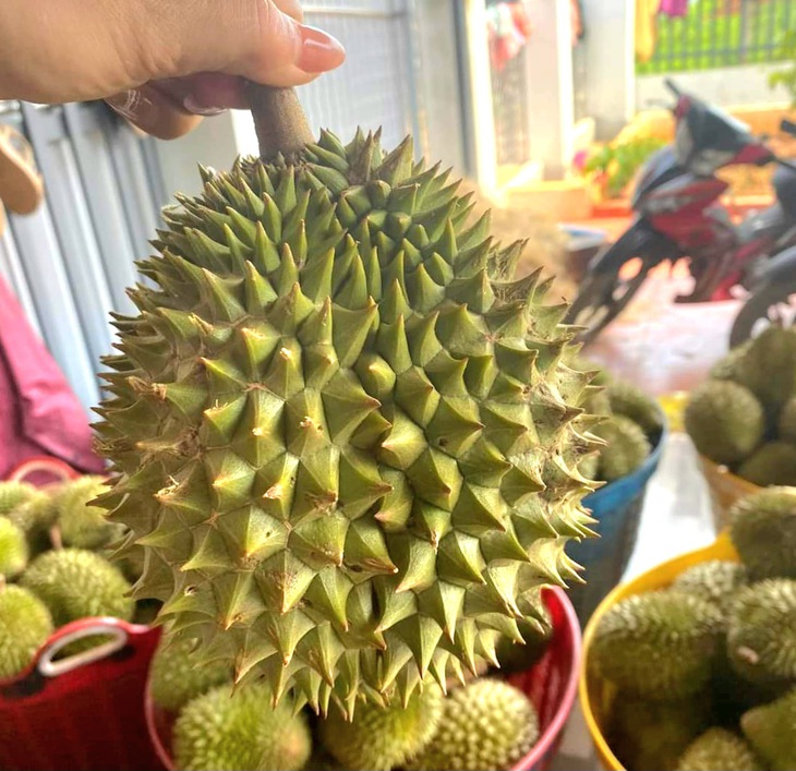 Vì sao sầu riêng mini được nhiều người săn lùng?- Ảnh 3.