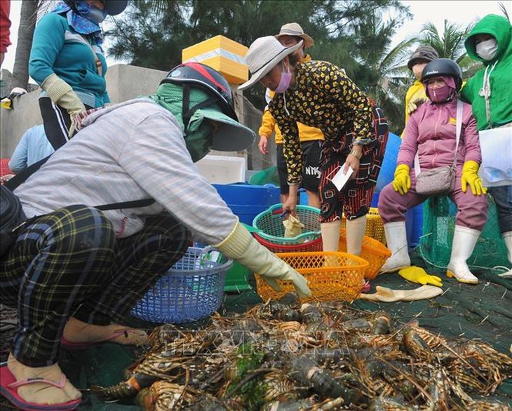Tôm hùm, cá chết hàng loạt tại thị xã Sông Cầu- Ảnh 2.