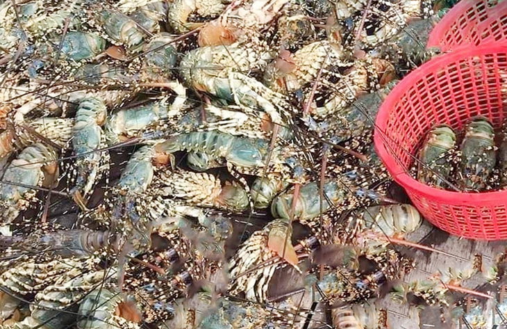 Tìm nguyên nhân hàng chục tấn tôm hùm, cá chết hàng loạt- Ảnh 2. Tìm nguyên nhân hàng chục tấn tôm hùm, cá chết hàng loạt- Ảnh 2.