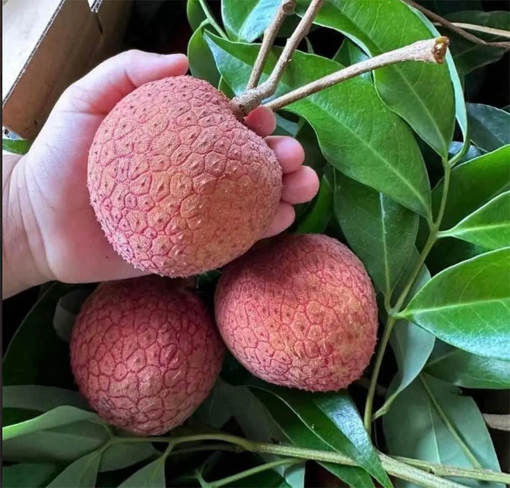 Vải thiều 'khổng lồ' giá siêu đắt đỏ vẫn cháy hàng- Ảnh 1.