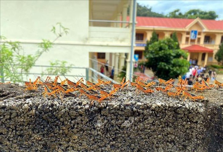 Châu chấu tre lưng vàng bùng phát gây hại cây trồng- Ảnh 1. Châu chấu tre lưng vàng bùng phát gây hại cây trồng- Ảnh 1.