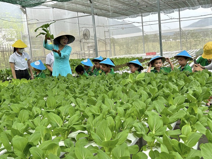 Trẻ thành thị háo hức làm nông dân trồng rau thủy canh- Ảnh 3.