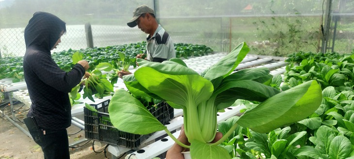 Trẻ thành thị háo hức làm nông dân trồng rau thủy canh- Ảnh 11.