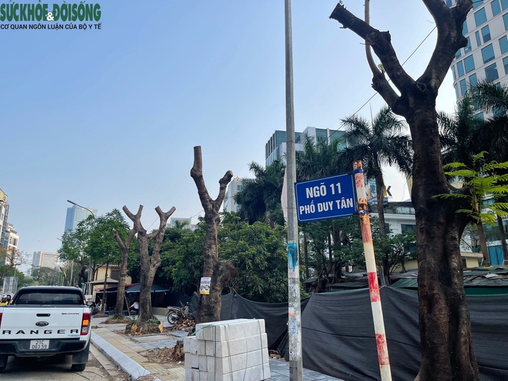 Hà Nội: Hàng loạt cây xanh lâu năm trên phố Duy Tân bị cắt trụi ngọn, trồi gốc- Ảnh 1. Hà Nội: Hàng loạt cây xanh lâu năm trên phố Duy Tân bị cắt trụi ngọn, trồi gốc- Ảnh 1.