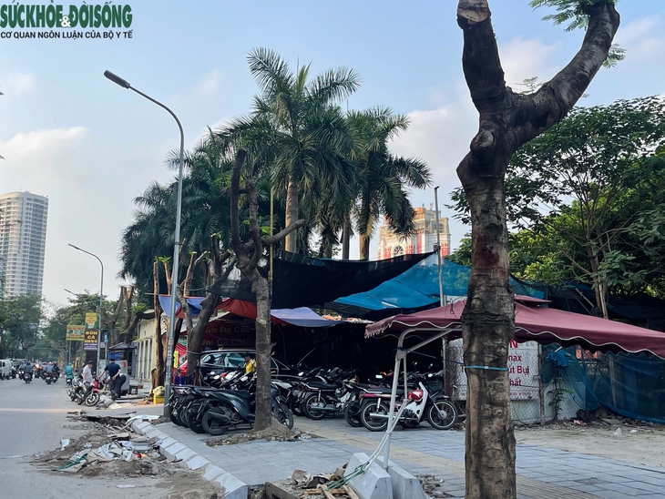 Hà Nội: Hàng loạt cây xanh lâu năm trên phố Duy Tân bị cắt trụi ngọn, trồi gốc- Ảnh 2. Hà Nội: Hàng loạt cây xanh lâu năm trên phố Duy Tân bị cắt trụi ngọn, trồi gốc- Ảnh 2.
