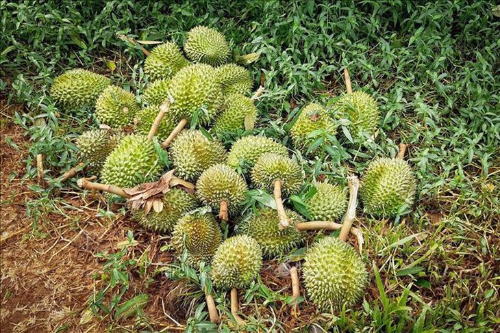Mưa dông đầu mùa khiến sầu riêng tại Gia Lai rụng trái la liệt- Ảnh 2. Mưa dông đầu mùa khiến sầu riêng tại Gia Lai rụng trái la liệt- Ảnh 2.