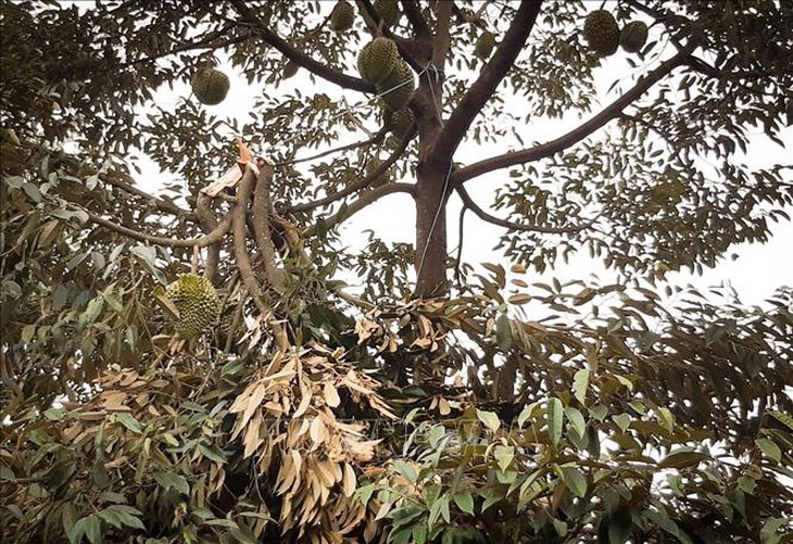 Mưa dông đầu mùa khiến sầu riêng tại Gia Lai rụng trái la liệt- Ảnh 1. Mưa dông đầu mùa khiến sầu riêng tại Gia Lai rụng trái la liệt- Ảnh 1.
