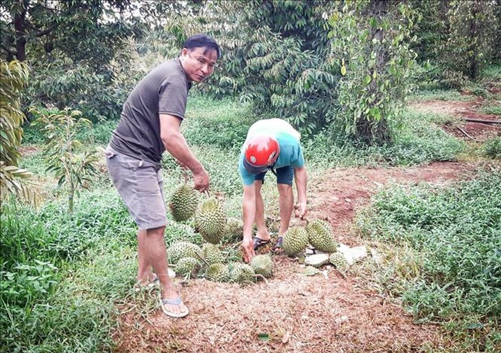 Mưa dông đầu mùa khiến sầu riêng tại Gia Lai rụng trái la liệt- Ảnh 3. Mưa dông đầu mùa khiến sầu riêng tại Gia Lai rụng trái la liệt- Ảnh 3.