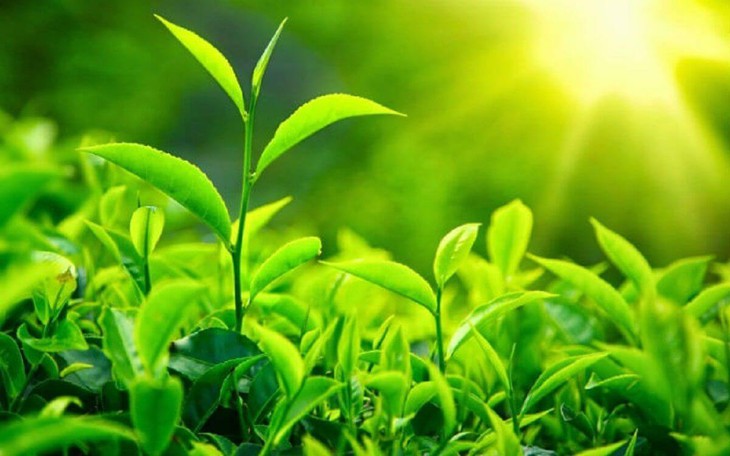 Uống trà xanh có làm tăng huyết áp?- Ảnh 2. Uống trà xanh có làm tăng huyết áp?- Ảnh 2.