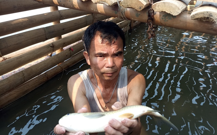 Cá nuôi chết hàng loạt trên sông Mã