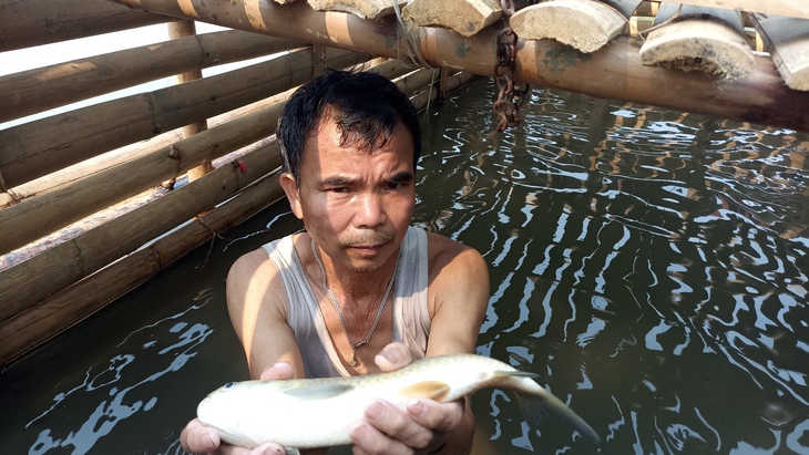 Cá nuôi chết hàng loạt trên sông Mã- Ảnh 2. Cá nuôi chết hàng loạt trên sông Mã- Ảnh 2.
