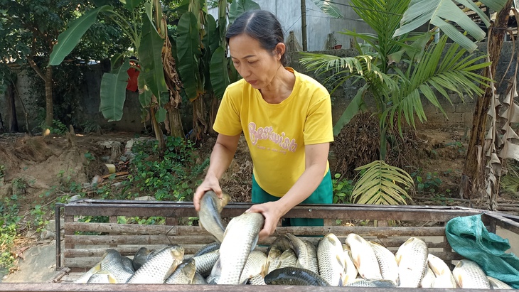 Cá nuôi chết hàng loạt trên sông Mã- Ảnh 5. Cá nuôi chết hàng loạt trên sông Mã- Ảnh 5.
