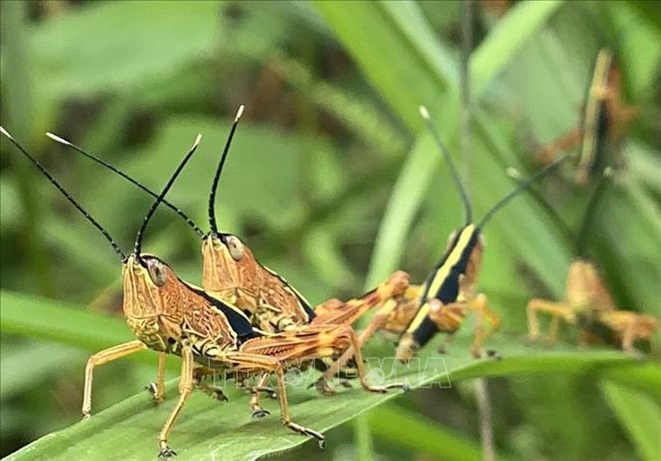 Châu chấu tre đã phát sinh, gây hại ở 11 địa phương- Ảnh 1. Châu chấu tre đã phát sinh, gây hại ở 11 địa phương- Ảnh 1.