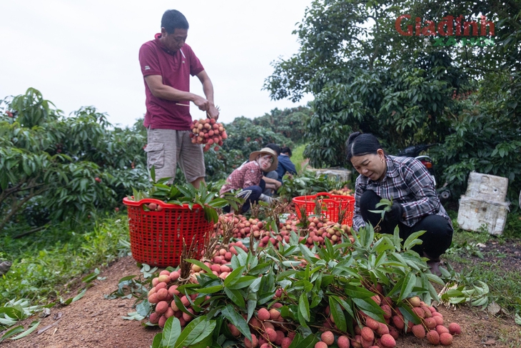 Người nông dân Bắc Giang khóc ròng vì vải thiều được giá lại mất mùa chưa từng có trong 30 năm- Ảnh 1.