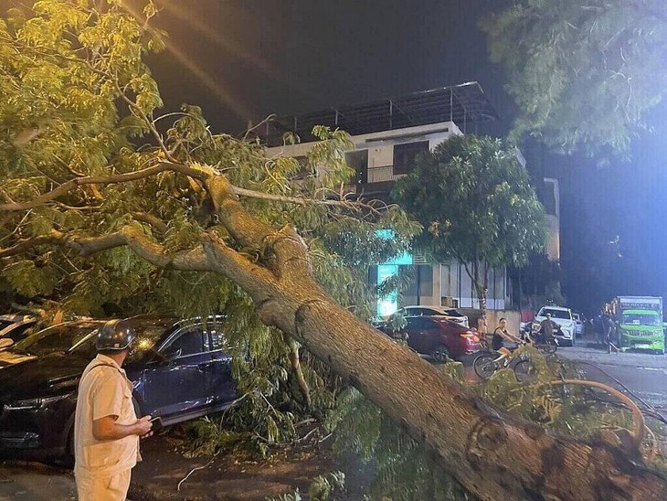 Ô tô bị cây đổ đè trúng, ai phải bồi thường?- Ảnh 2. Ô tô bị cây đổ đè trúng, ai phải bồi thường?- Ảnh 2.